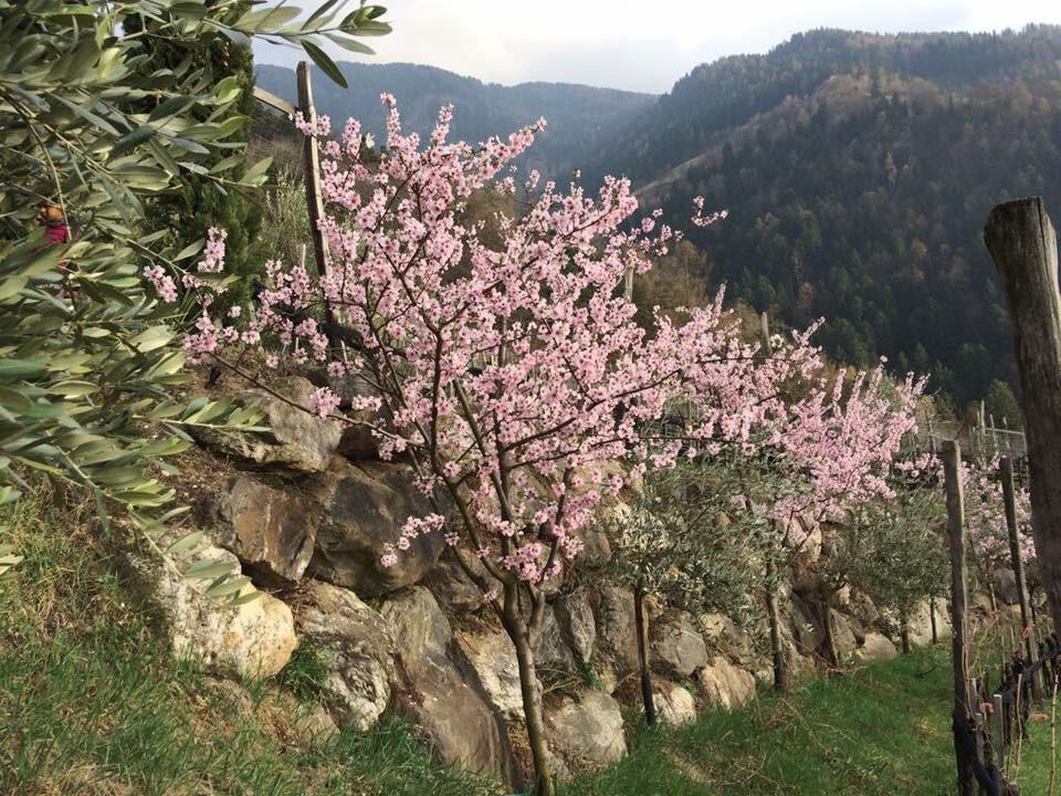 فيلا Biohof Niedereben رابلا المظهر الخارجي الصورة